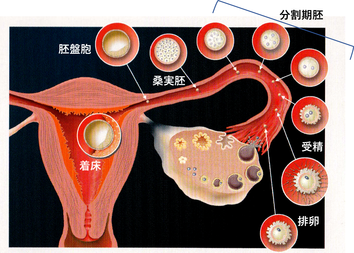 遅延 排卵 卵子 の 質